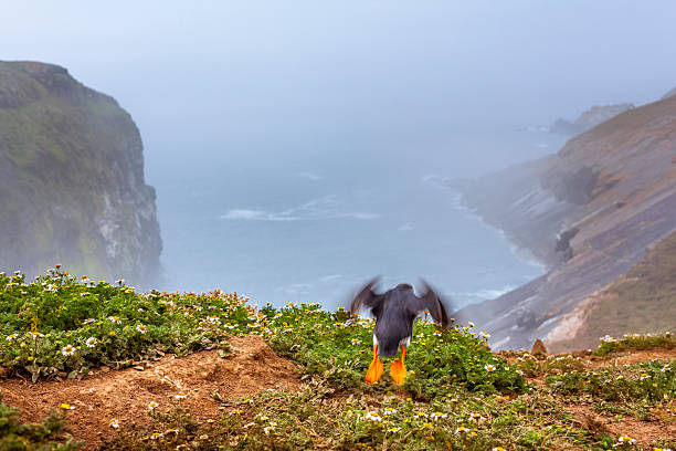 Atlantic puffin (Fratercula arctica) taking flight to hunt on Skomer Island, Wales, United Kingdom. The Atlantic puffin is listed as Vulnerable by the IUCN