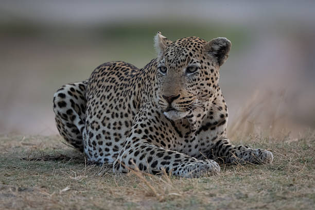 istock Male leopard lies turning head on grass 2235010939
