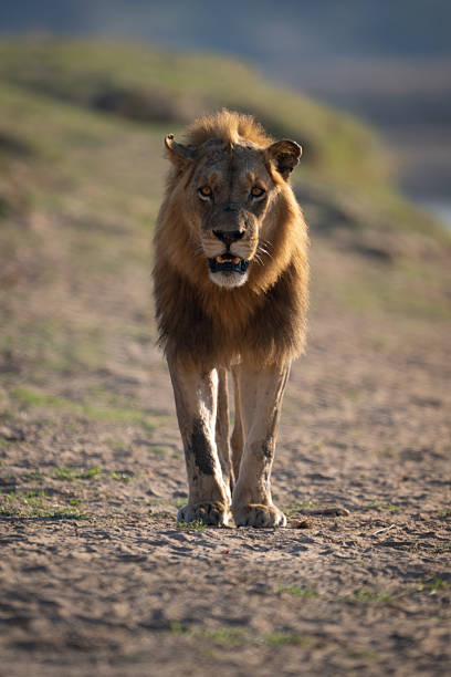 istock Male lion stands facing camera on riverbank 2235011023