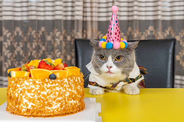 istock cute british shorthair cat celebrating her birthday horizontal composition 2235011676