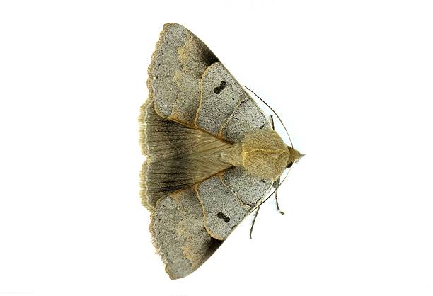 Minucia lunaris, the lunar double-stripe or brown underwing