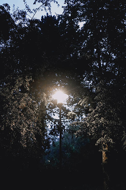 istock A mysterious lantern light shines through trees in the dark forest at dusk, street lamp at dawn in the park in 27793 Wildeshausen, Germany 2235013116