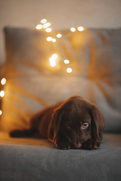 istock Brown labrador puppy on the couch 2235015499