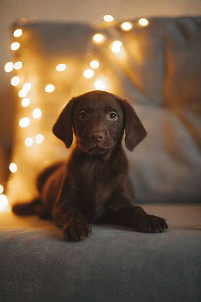 istock Brown labrador puppy on the couch 2235015500