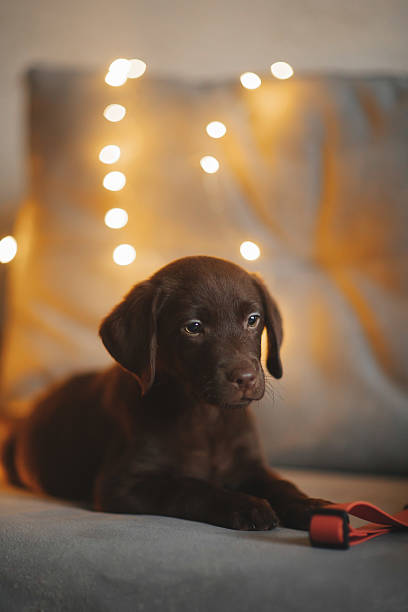 Brown labrador puppy on the couch