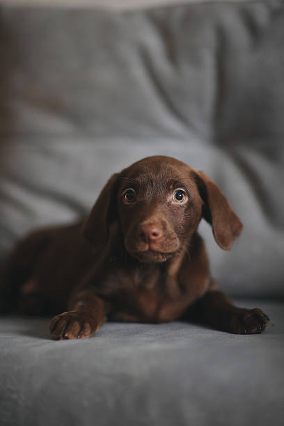 istock Brown labrador puppy on the couch 2235015509