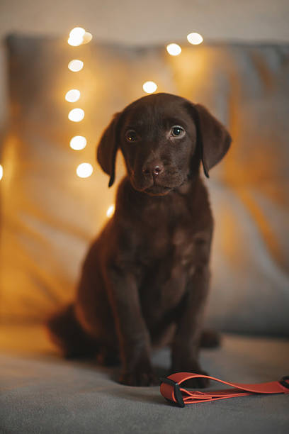 Brown labrador puppy on the couch