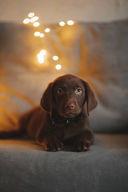 istock Brown labrador puppy on the couch 2235015544