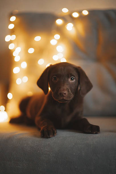 istock Brown labrador puppy on the couch 2235015558