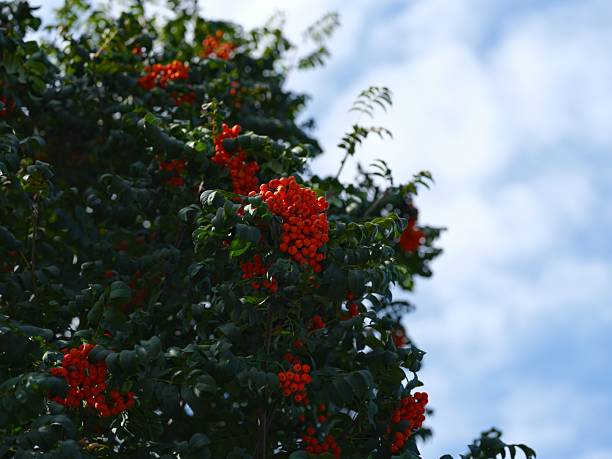Rowan tree with red berries against a blue sky.