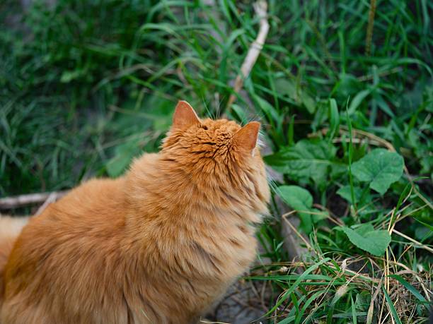 Back view of a fluffy ginger cat from behind, sitting in green grass. Close-up