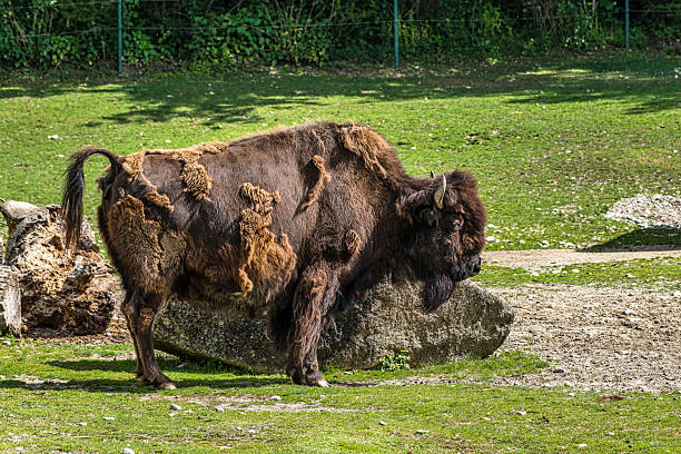 Capture the untamed spirit of the European bison (Wisent) in this captivating photograph. A magnificent, shaggy brown bull is depicted in a moment of pure animalistic joy, rolling contentedly on the vibrant green grass. Its powerful horns and robust physique are highlighted against a softly blurred background of moss-covered wooden fences and forest foliage, hinting at its natural habitat. This image perfectly encapsulates the beauty and raw energy of one of Europe's largest land mammals, ideal for wildlife, nature, conservation, and animal-themed projects.