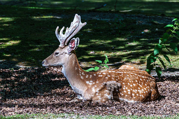 istock The fallow deer, Dama mesopotamica is a ruminant mammal 2235020355