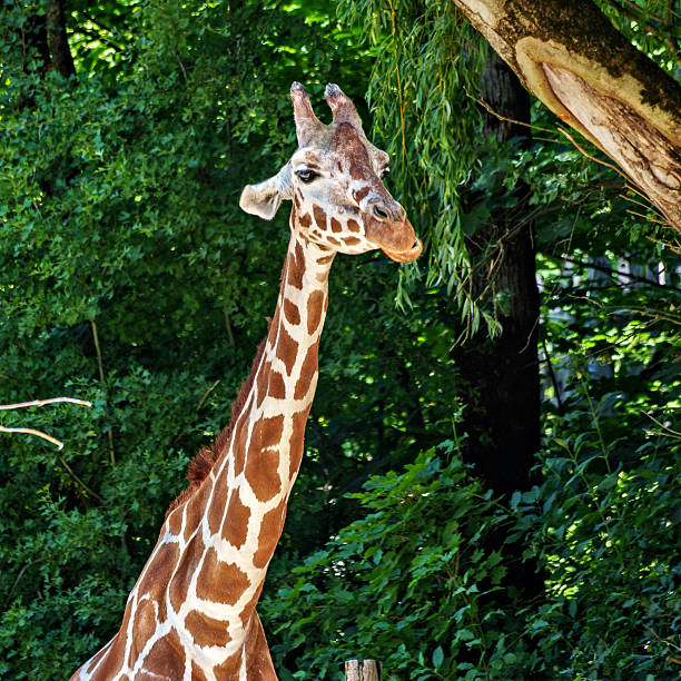 Head of giraffe against out of focus green tree leaf background