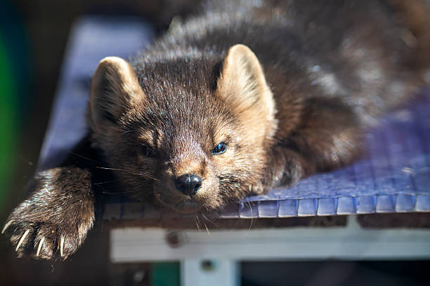 istock Sable basking in the sun and looking at the camera 2235022851
