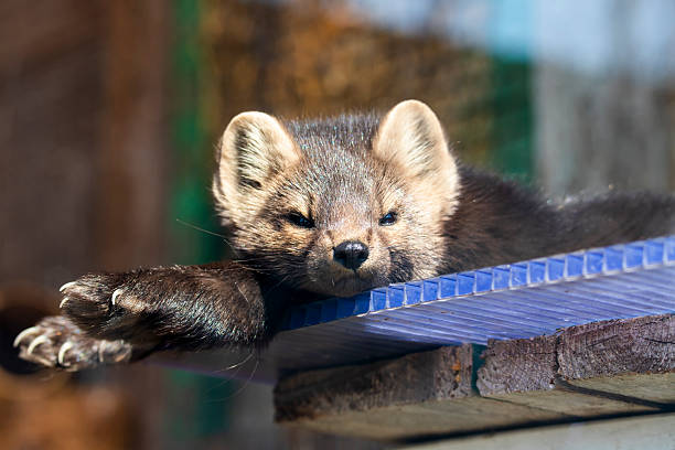 istock Sable basking in the sun and looking at the camera 2235022867