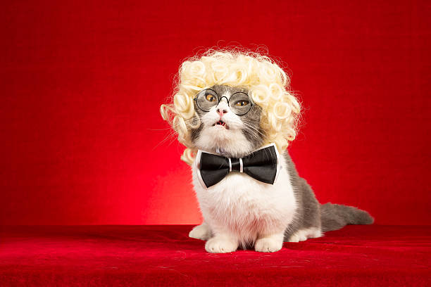 istock a cat dressed in a curly blonde wig, glasses, and a bow tie strikes a hilarious pose 2235023391