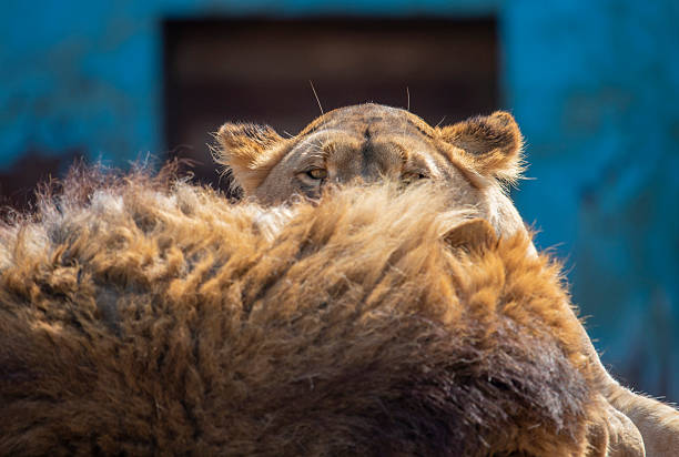 Young female lion enjoying sun