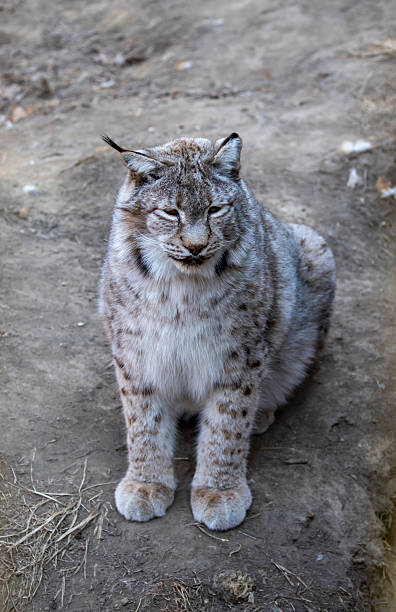 istock A Eurasian lynx sits on the ground 2235025135