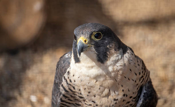 istock Eurasian hobby portrait 2235025164