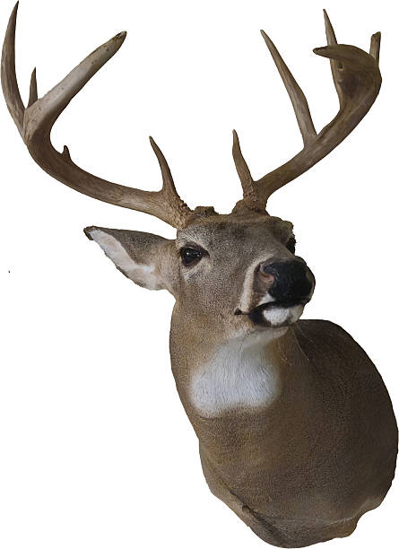 istock A Male deer head mounted with antlers 2235027814