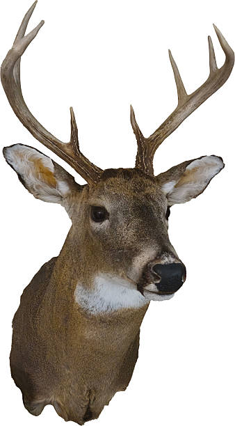 istock A Male deer head mounted with antlers 2235027823