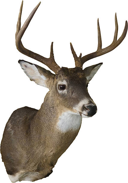 istock A Male deer head mounted with antlers 2235027827