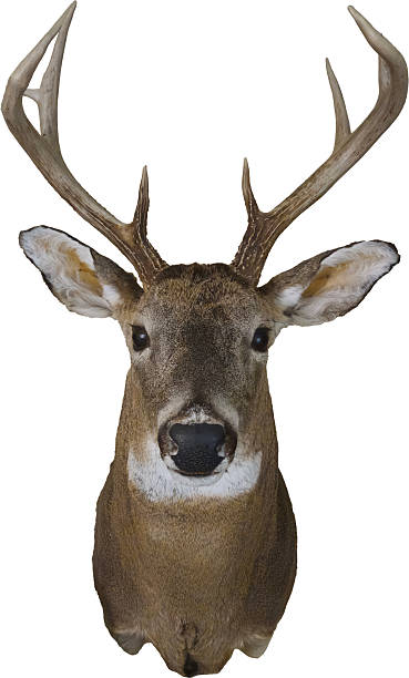 istock A Male deer head mounted with antlers 2235027828