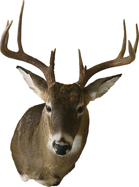 istock A Male deer head mounted with antlers 2235027829