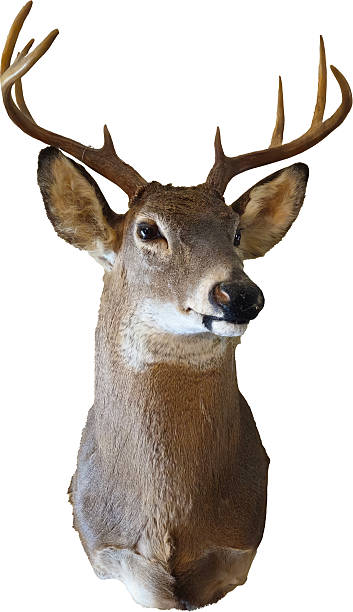 istock A Male deer head mounted with antlers 2235027833