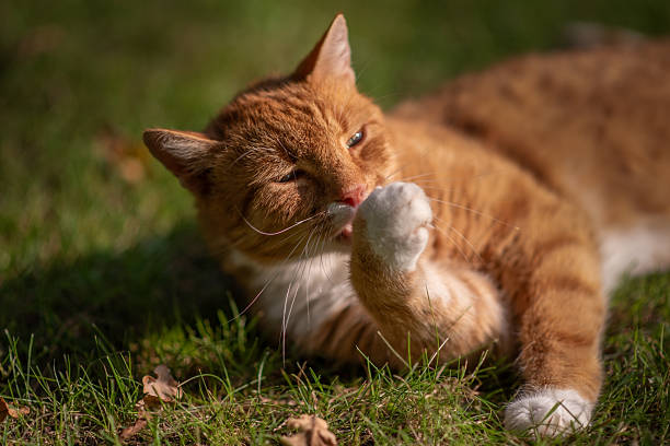 istock a ginger cat grooming itself with its paw 2235028296