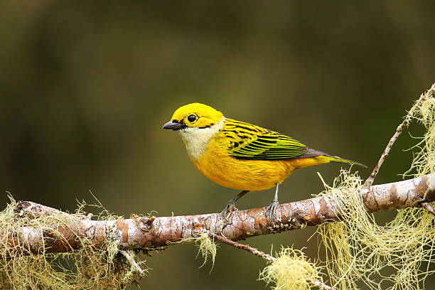 istock Silver-throated tanager (Tangara icterocephala) sitting on a branch 2235029566