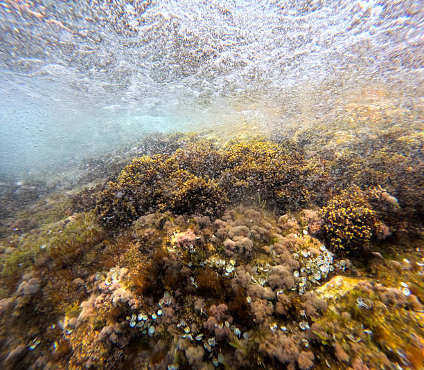 Reefs on a seabed in shallow waters in Spain.