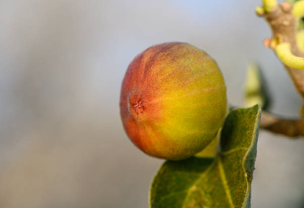 Freshness figs on tree