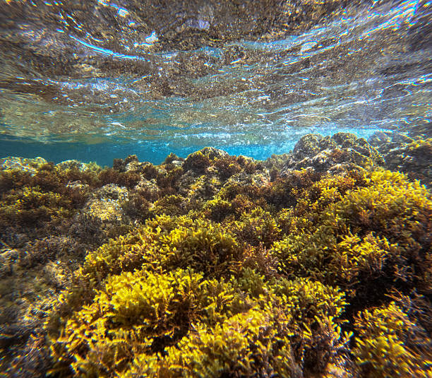 Reefs on a seabed in shallow waters in Spain.