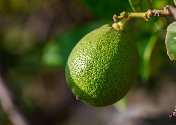 Close-up of a green lemon hanging on a branch in Cyprus, surrounded by lush leaves, Mediterranean garden, fresh and natural outdoor scene, sunny day.