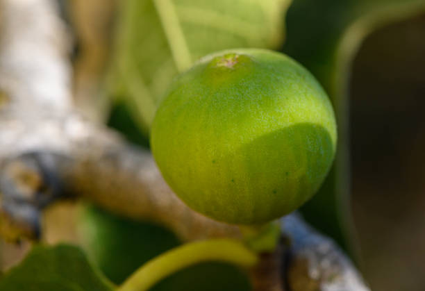Ripe fig on a tree branch in Cyprus at sunset. Warm sunlight highlights Mediterranean orchard and lush green leaves of tropical fruit.