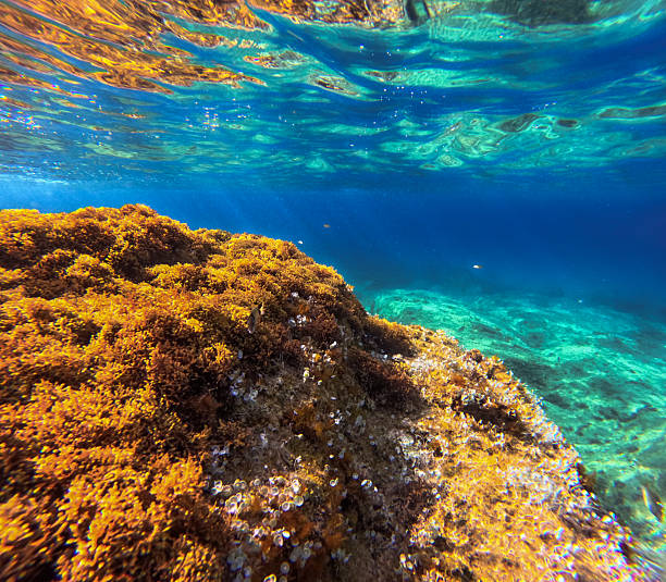 Reefs on a seabed in shallow waters in Spain.
