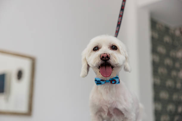 A freshly groomed white Maltese dog sits on the grooming table, looking cheerful after being bathed and trimmed.