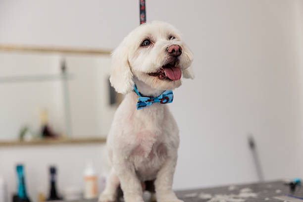A freshly groomed white Maltese dog sits on the grooming table, looking cheerful after being bathed and trimmed.