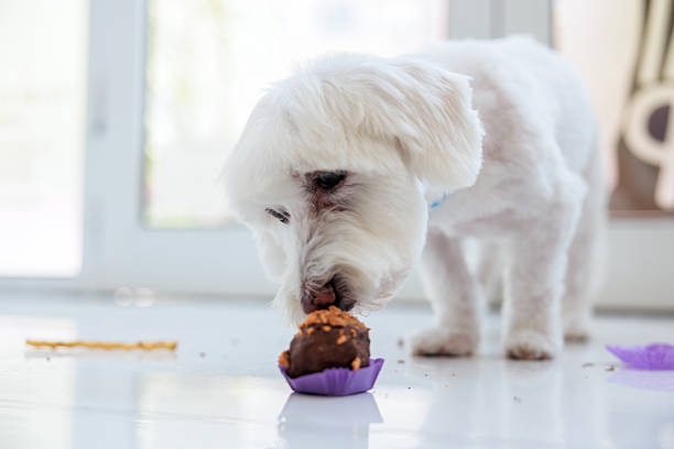 istock Dog eating dog treat 2235032065