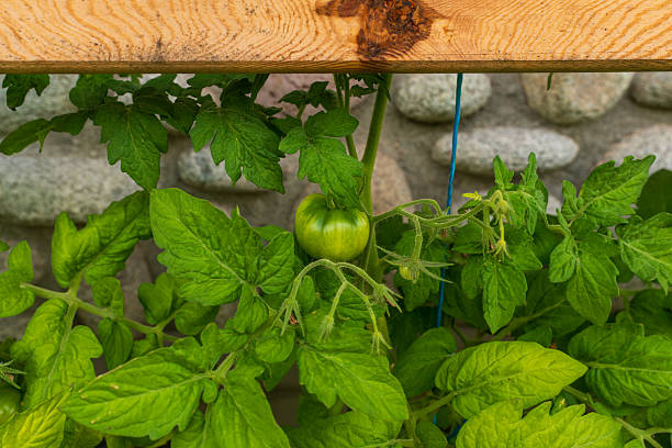 Close-up of a green tomato growing on a healthy garden plant against a rustic stone wall. The fresh leaves and ripening fruit represent organic farming, home gardening, and natural agriculture.