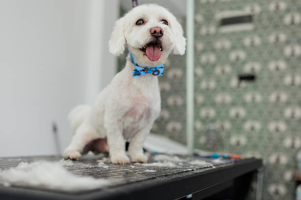 A freshly groomed white Maltese dog sits on the grooming table, looking cheerful after being bathed and trimmed.