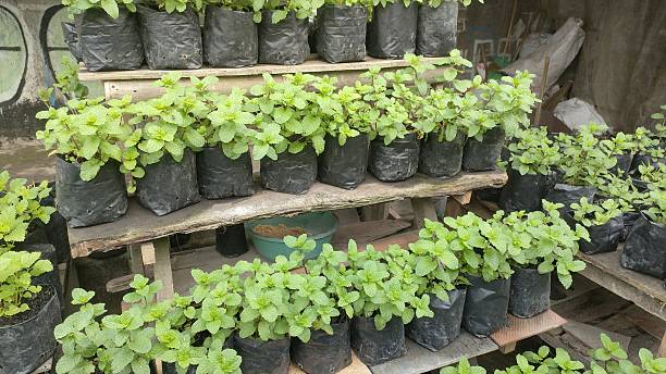 istock Fresh Mint Plants in Polybags 2235032646