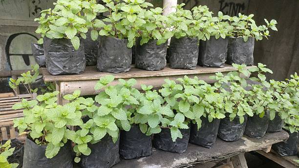istock Fresh Mint Plants in Polybags 2235032655