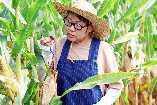 Senior Asian female elderly farmer technician checking corn growth