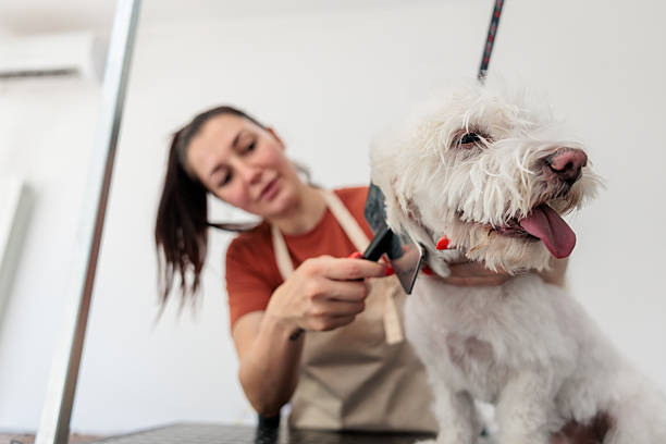 istock Groomer blow-drying and combing a dog’s fur 2235033307