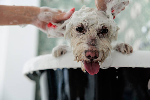 A calm white Maltese dog enjoys a bath in the grooming bathtub while a groomer gently massages shampoo into its fur.