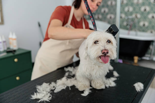 istock White maltese dog on grooming table 2235034182