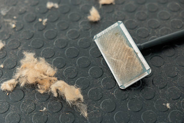 Close-up of animal grooming brush, placed on the grooming table surrounded by trimmed dog hair. Concept of professional pet grooming, hygiene, and care equipment in a salon.